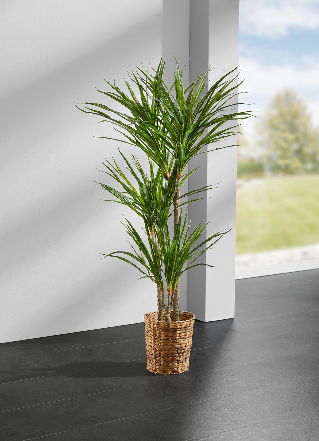 Yucca-Palme im Topf