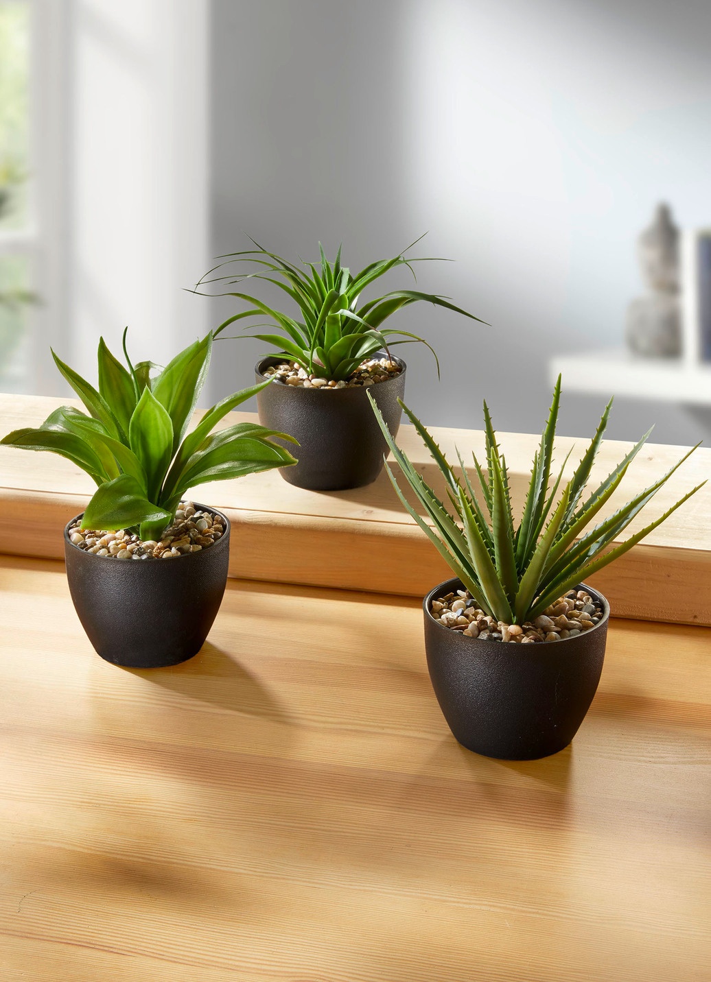 Sukkulenten im Topf, 3er-Set