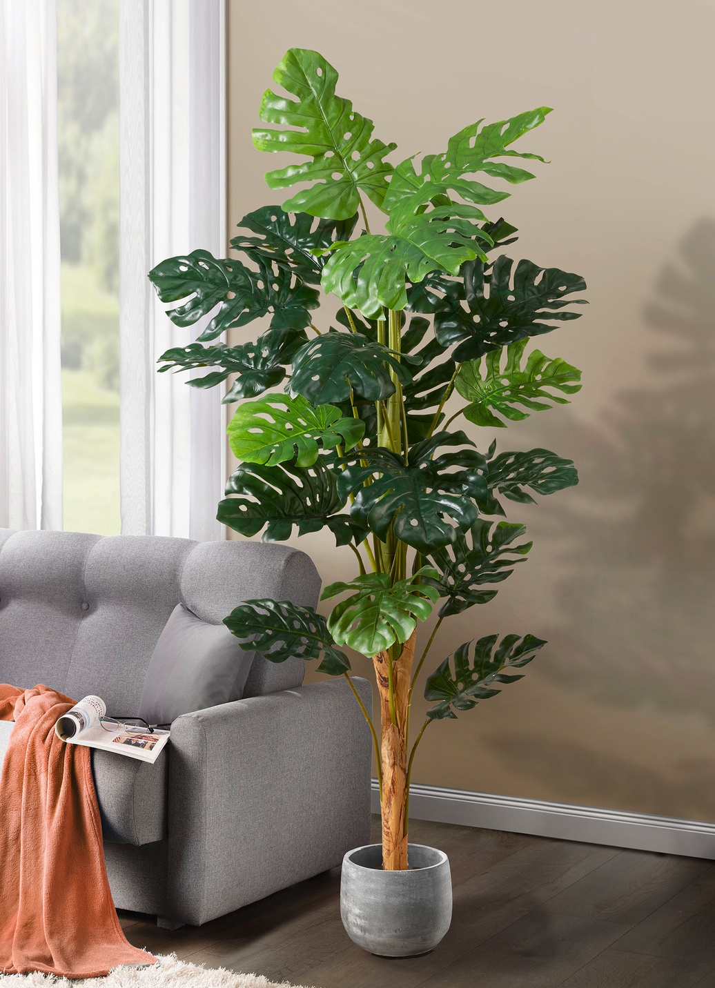 Monstera im Topf