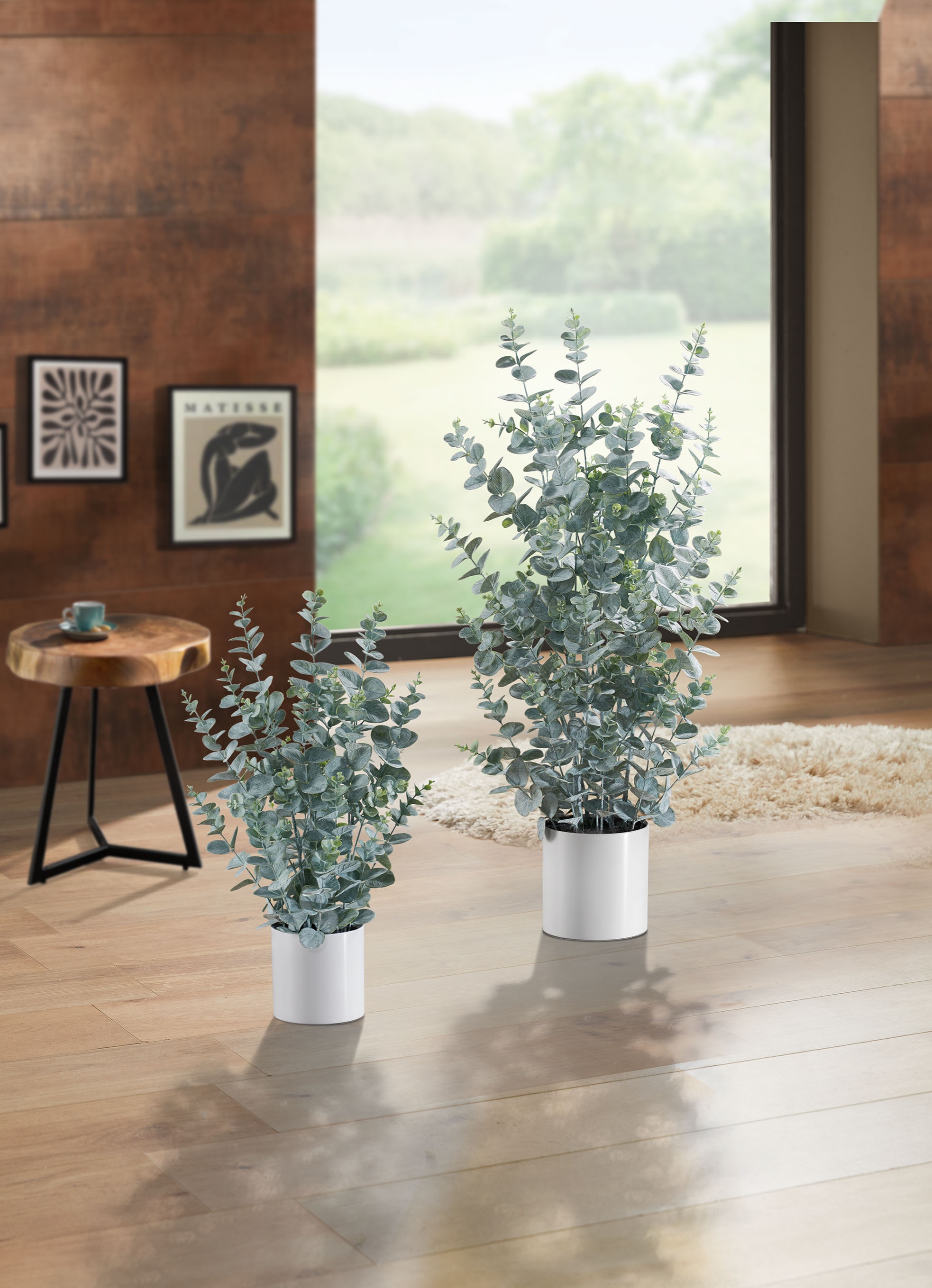 Eukalyptus im Topf