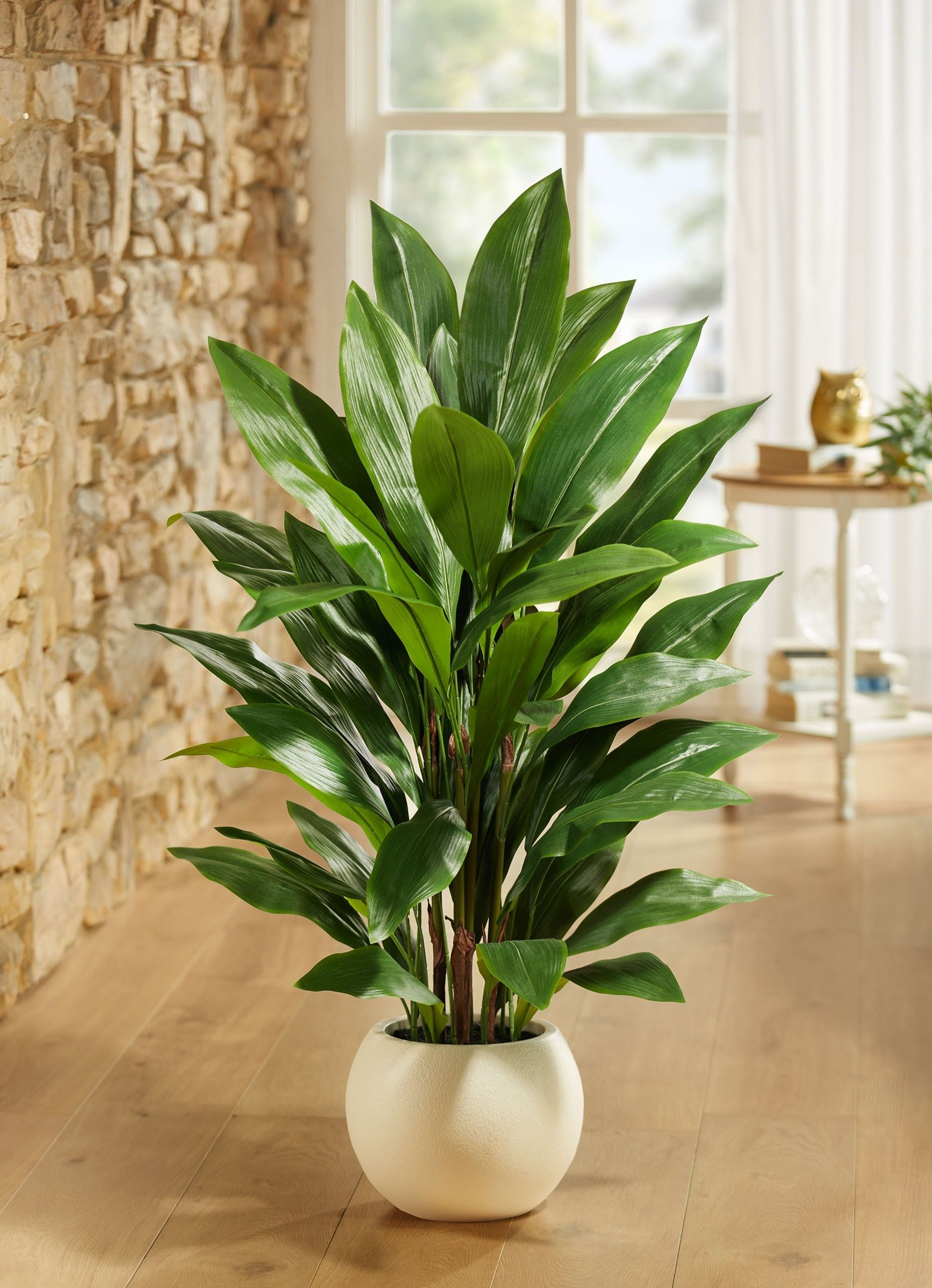 Schusterpalme im Topf